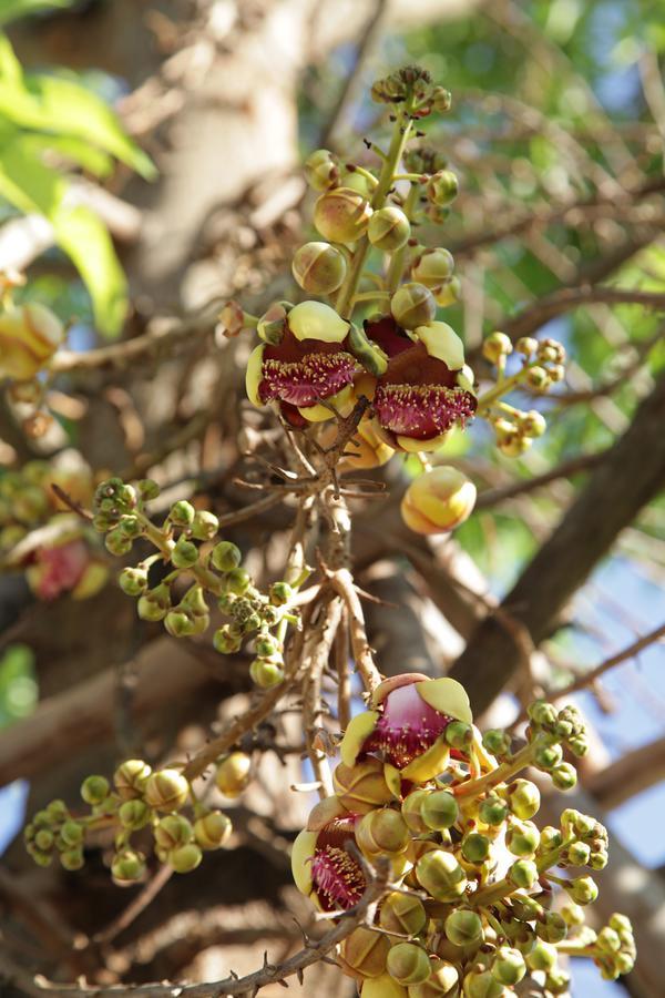 U Duay Gan Garden Home Ubon Ratchathani Eksteriør bilde